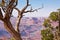 Grand Canyon and Juniper Trees