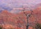 Grand Canyon with lonely branch in the foreground