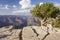 Grand Canyon with lonely tree and textured rock on the foreground