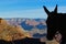 Grand Canyon Mule