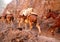 Grand Canyon Mule Train