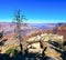 Grand Canyon and old dry tree foreground