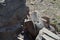 Grand Canyon Painted Desert Petrified National Forest desert floor Panorama