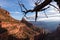 Grand Canyon - Silhouette of lone gnarled tree branch at sunrise with aerial view of Bright Angel hiking trail at South Rim