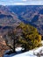 Grand Canyon South Rim with Yellow Tree, Buttes, Spires and Snow