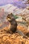 Grand Canyon squirrel