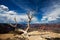 Grand Canyon Tree