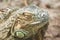 Grand Cayman Blue Iguana, an endangered species of lizard. Portrait of green iguana. Iguana wildlife. Closeup of a green Iguana.