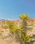 Grand Circle, Red Rock Canyon National Conservation Area, NV