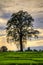 Grand cottonwood tree in a rice field at sunset