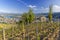 Grand cru vineyard and Chapel of Saint Christopher, Tain l'Hermitage, Rhone-Alpes, France