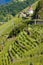 grand cru vineyard and Chapel of St. Urban, Thann, Alsace, Franc