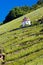 grand cru vineyard and Chapel of St. Urban, Thann, Alsace, Franc