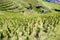grand cru vineyard, LÂ´Hermitage, Rhone-Alpes, France