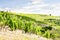 grand cru vineyards, Cote Rotie, Rhone-Alpes, France