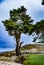 Grand Cypress Tree at Monastery Beach