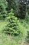 Grand Fir Balsam Fir