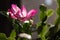 Grand flower of Schlumbergera cactus