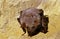 GRAND MURIN myotis myotis