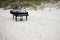 Grand piano on the beach