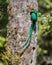 Grand Resplendent Quetzal