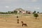 Grand Rural Estate With Horses 1