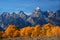 Grand Teton with autumn golden aspens