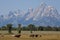 Grand Teton Horses and Antelope