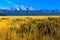 Grand Teton Mountain Range Jackson Hole Meadow