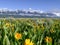 Grand teton mountain and yellow balsamroot flowers in wyoming