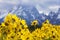 Grand teton mountains with flowers in foreground