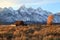 Grand Teton\'s iconic Barn