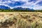 Grand Tetons With Meadow in Jackson Hole