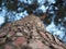 Grand trunk Italian pine closeup. the view from the bottom up