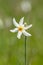 Grandalla. Narcissus poeticus.Symbolic flower of Andorra