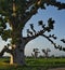 The grandeur of the grandiose baobabs