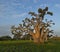 The grandeur of the grandiose baobabs