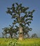 The grandeur of the grandiose baobabs