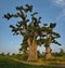 The grandeur of the grandiose baobabs