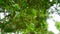 Grandeur Green leaves and buds view of traditional Lawsonia inermis Heena plant. Medicinal tree uses to make Mehandi art in Indi