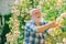 Grandfather enjoying in the garden with roses flowers. Happy Grandfather working in the garden. Senior gardener. Flower