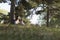 Grandfather and grandson relaxing under a tree and reading books in a park in the springtime, Beijing