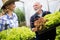 Grandfather growing organic vegetables with grandchildren and family at farm