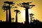 Grandidier`s baobab trees at sunset in Madagascar