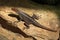 Grandidier\'s Madagascar swift (Oplurus grandidieri).