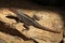 Grandidier\'s Madagascar swift (Oplurus grandidieri).