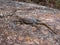 The Grandidier\\\'s Madagascar swift, , sitting on a large rock, Ambalavao, Andringitra National Park, Madagascar