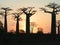Grandidiers Baobabs