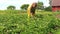 Grandma examine potato harvest branch in country garden