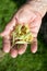 Grandmother holds a lime flower in her hands